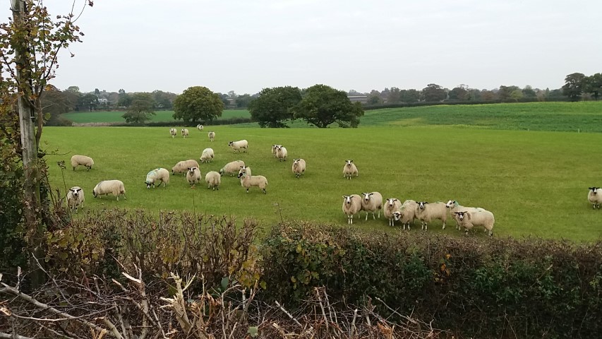 sheep